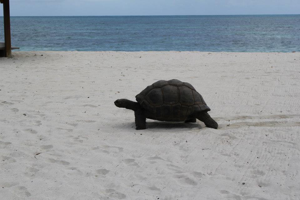 Jessies Guest House Seychelles Бо Валон Екстериор снимка